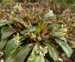 Chrysosplenium macrophyllum