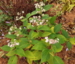 Hydrangea involucrata 'Yoraku'