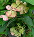 foto fra sidst i august med falmede blomster. Hydrangea serrata 'Aka Tsanayama'