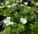 Geranium Mary Mottram