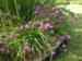 Allium cyathophorum