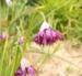 Allium cyathophorum