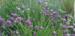Allium cyathophorum