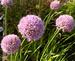 Allium senescens select