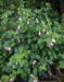 Fuchsia magellanica 'Galadriel'