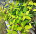 Fuchsia magellanica 'Gold Mountain'