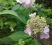 Hydrangea serrata 'Tosa-shibori'