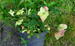 Hydrangea serrata x luteovenosa 'Mine-no-yuki', her falmet grøn sidst i august.