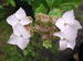 Hydrangea serrata x luteovenosa 'Mine-no-yuki'