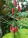 Polygonatum kingianum
