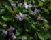 Viola odorata - lyslilla