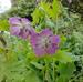 Geranium phaeum 'Mottisfont Rose'