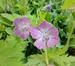 Geranium phaeum 'Mottisfont Rose'