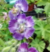 Geranium phaeum 'Hexham Halo'