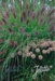 Pennisetum alopecuroides var. viridescens