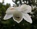 Anemonopsis macrophylla 'White Swan'