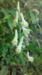 Aconitum anthora  - Stormhat