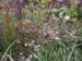 Aster rugulosus Asrugo