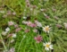 Aster rugulosus Asrugo