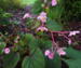 Begonia grandis var evansiana Claret Jug