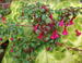 Fuchsia microphylla 'Lottie Hobby'