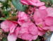 Hydrangea serrata 'Asian Beauty'