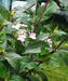 Hydrangea serrata Beni-tsurugi