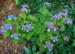 Hydrangea serrata Blue Ann