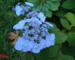 Hydrangea serrata Blue Carbouncle