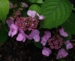 Hydrangea serrata 'Juni'