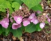 Hydrangea serrata 'Juni'
