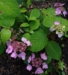 Hydrangea serrata Juni