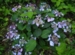 Hydrangea serrata 'Juni'