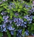 Hydrangea serrata 'Juni'