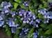 Hydrangea serrata 'Juni'