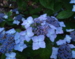 Hydrangea serrata 'Opalis'