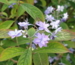 Hydrangea serrata 'Schichidanka'