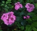 Hydrangea serrata 'Svea'