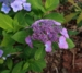 Hydrangea serrata 'Svea'