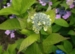 Hydrangea serrata 'Svea'