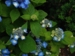 Hydrangea serrata 'Svea'