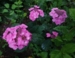 Hydrangea serrata 'Svea'