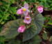 Begonia grandis 'Bells and Whistles'