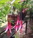 Fuchsia magellanica 'Logan Woods'