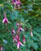 Fuchsia magellanica 'Logan Woods'
