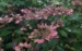 Hydrangea serrata Blue West, afblomstret i efteråret