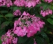 Hydrangea serrata Blue West