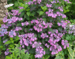 Hydrangea serrata Blue West