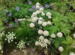 Allium schoenoprasum - hvid