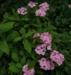 Hydrangea serrata 'Akishino Temari'